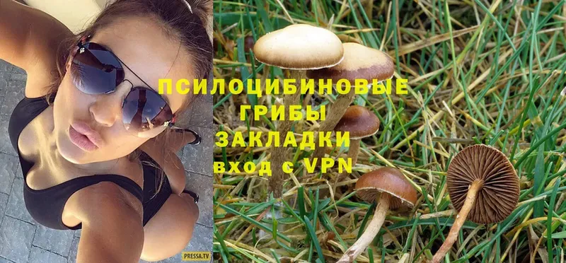 Галлюциногенные грибы GOLDEN TEACHER  Торжок 